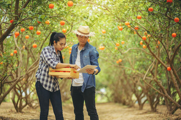 Woman farmer orange with customer inspecting, collecting orange for business at sunny orange garden.