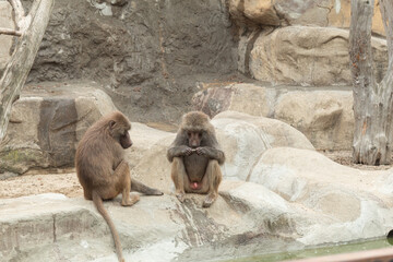 Two monkeys are sitting near a pond