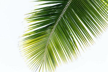 Tropical coconut palm tree leaf isolated on white background. Natural green texture. 