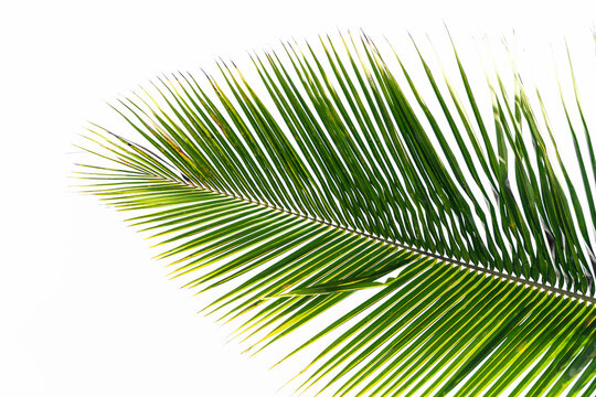 Tropical coconut palm tree leaf isolated on white background. Natural green texture. 