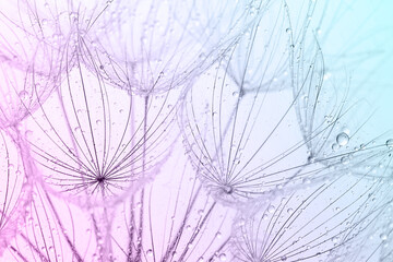Fototapeta na wymiar Abstract colorful dandelion seeds background. Selective focus, macro shot.