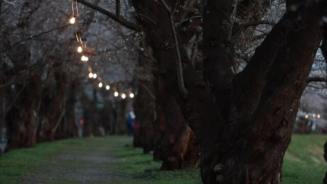 角館の桜並木　夜　ライトアップ