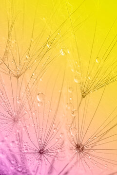 Colorful background of dandelion flower. Close up, soft focus