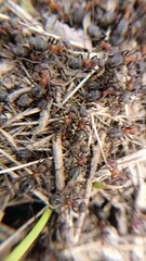 anthill macro
