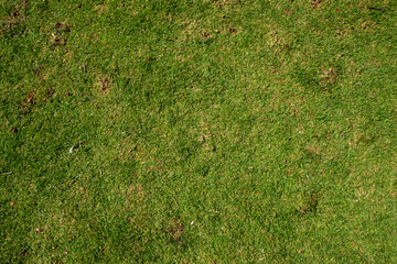 green short grass texture background