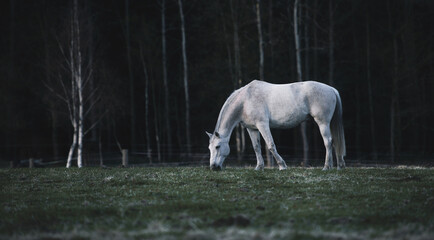 the white horse has a bowed head so that it can graze on the green grass near the forest. The horse is free and enjoys a spring day on the pasture. White birches stand behind the horse in the forest.
