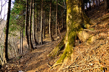 丹沢の大山三峰山　大山三峰縦走コース　モミの大木の登山道
