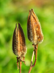 茎の先に付くハナオクラの種の入った殻