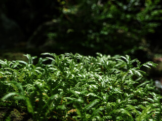 The fine and delicate leaves of the Spike Moss fern