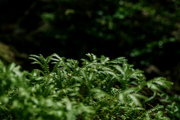 The fine and delicate leaves of the Spike Moss fern