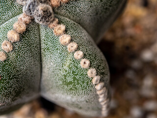 The fluffy tufts and white dot on the lobe of Astrophytum myriostigma Cactus