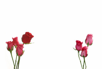 Sweet color of pink and red roses in the bright light and white background