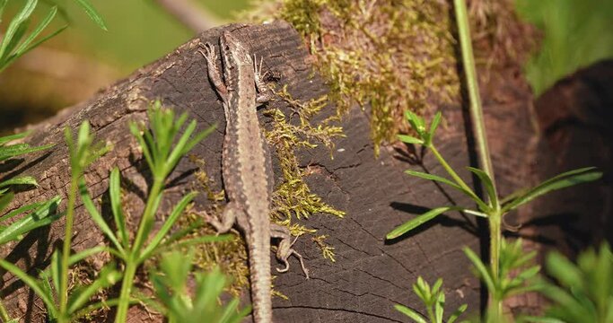 a forest lizard in the wild as bugs move beside him