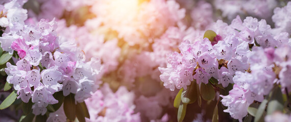 Fototapeta liliowe rozwinięte kwiaty rhododendrona w ogrodzie w promieniach słońca obraz