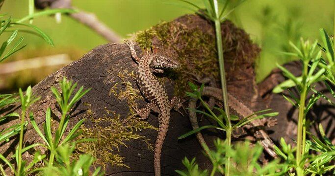 a lizard hooked to a tree in the woods next to the grass