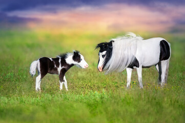 Pony mare with foal