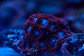 Obraz premium bright coral marine Zoanthus