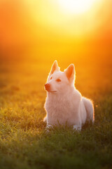 Shepherd dog in sunset light