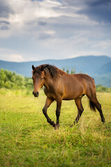 Obraz premium horse in the field