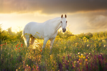 White horse on sunset meadow