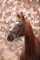 Fototapeta premium Red horse on spring blossom