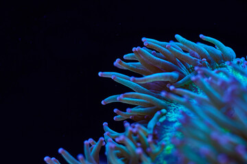 marine coral LPS Catalaphyllia jardinei