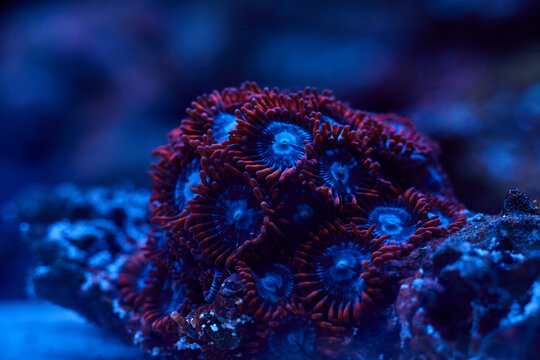bright coral marine Zoanthus