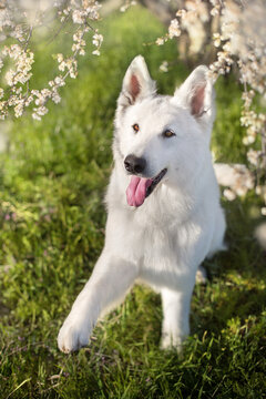 White Swiss Shepherd Dog  in spring flowerrs