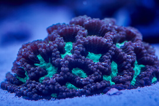 bright sea coral Blastomussa