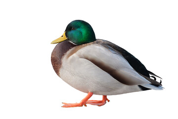 mallard duck isolated on white