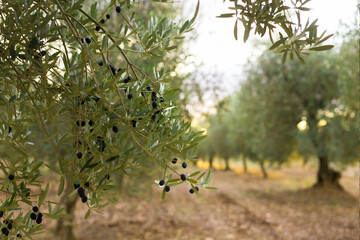 rows of olive trees in an olive grove