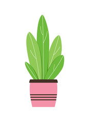 Home houseplant in a flower pot. Vector green flower in a pink ceramic pot on an isolated background. Indoor flower with large leaves.