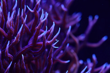 Naklejka na ściany i meble marine coral Seriatopora hystrix
