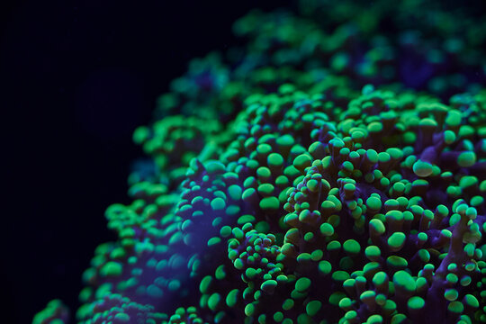 bright sea coral Euphylia ancora