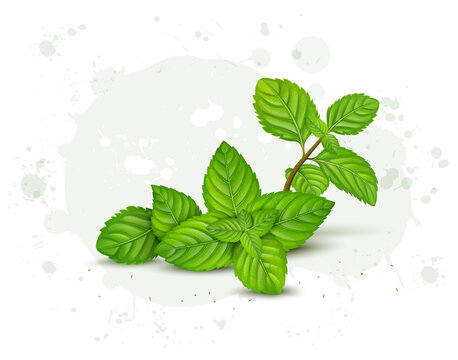 Fresh Green Herbal Mint leaves vector illustration