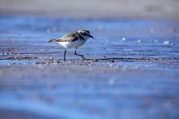 Bird on the beach, lesser sand plover, Plover bird, Small wader, Charadrius mongolus.