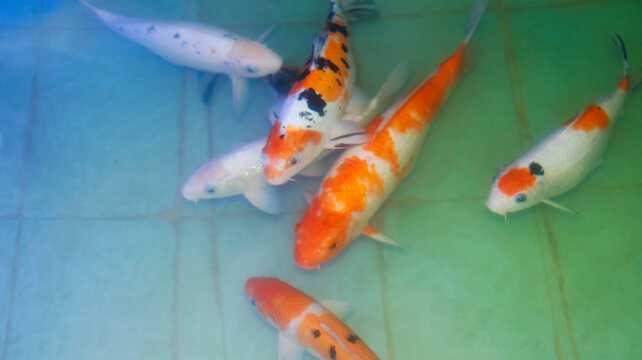 koi fish in the water. Colored fish in the water