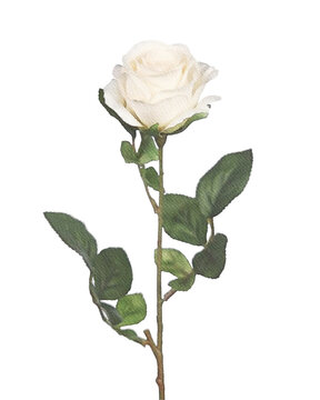 single rose isolated on white