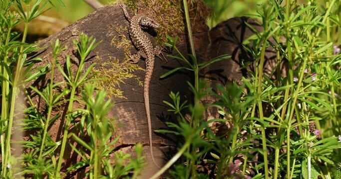 a lizard taken in the woods in the sun on a tree next to plants