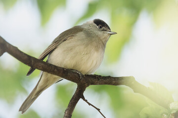 Mönchsgrasmücke im Sonnenschein