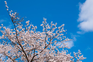 青空と桜