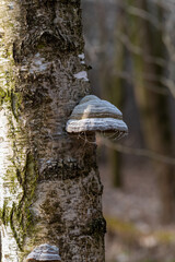 huby na pniu brzozy w lesie © Henryk Niestrój