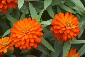 Narrowleaf zinnia (Zinnia angustifolia)