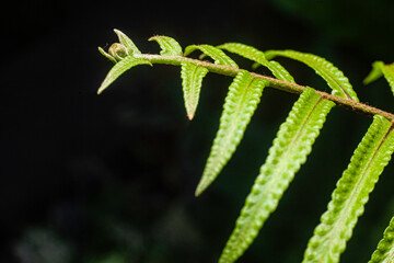 fern