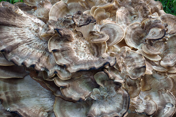Giant polypore (Meripilus sumstinei). Called Black staining polypore also