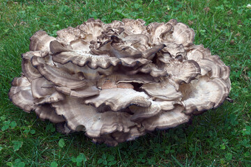 Giant polypore (Meripilus sumstinei). Called Black staining polypore also