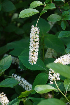 Virginia sweetspire (Itea virginica). Called Virginia willow also.