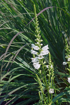 Obedient Plant (Physostegia virginiana). Called Obedience and False Dragonhead also