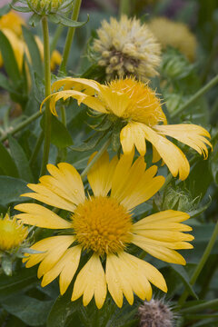 Golden crownbeard (Verbesina encelioides). Called Gold weed, Wild sunflower, Cowpen daisy, Butter daisy, Crown-beard, American dogweed and South African daisy also