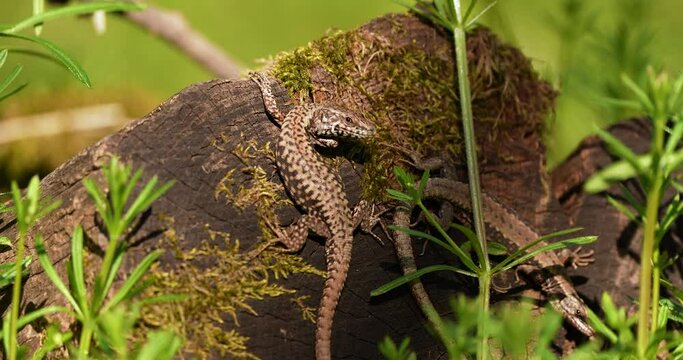 a reptile photographed in nature sunbathing on a tree